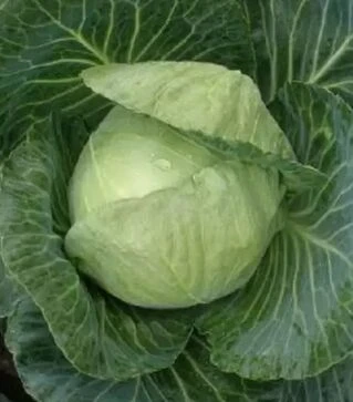 Насіння білоголової капусти Корино F1, п.о. 2,5 тис. насінин (Semo)