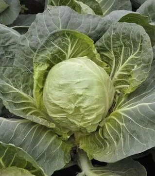 Семена белокочанной капусты КС 412 F1, п.е. 2,5 тыс. семян (Kitano Seeds)