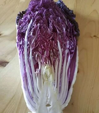 Насіння пекінської капусти  КС 888 F1, п.о. 2,5 тис. насінин (Kitano Seeds)