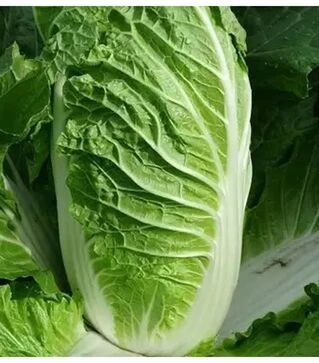 Насіння пекінської капусти  Кьюстар F1, п.о. 2,5 тис. насінин (Takii Seed)