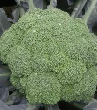 Семена капусты брокколи Легаси F1, п.е. 1 тыс. семян (Spark Seeds)