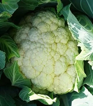 Насіння цвітної капусти Лекану F1, п.о. 1 тис. насінин (Syngenta)