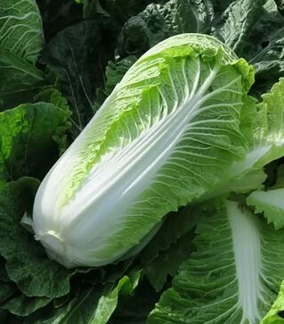 Насіння пекінської капусти  Марріо F1 (Маріо F1), п.о. 2,5 тис. насінин (Syngenta)