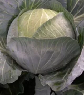 Семена белокочанной капусты Менди F1, п.е. 2,5 тыс. семян (Bejo)