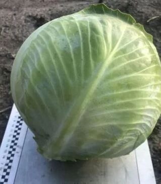 Семена белокочанной капусты Мериленд F1, п.е. 2,5 тыс. семян (Spark Seeds)