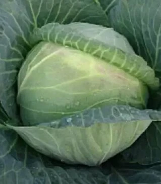 Насіння білоголової капусти Мерідор F1, 1 кг (Moravoseed)
