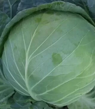 Семена белокочанной капусты Меридор F1, п.е. 10 тыс. семян (Moravoseed)