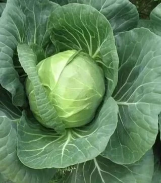 Семена белокочанной капусты Нозом F1, п.е. 2,5 тыс. семян (Sakata)