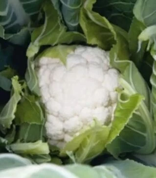 Насіння цвітної капусти Овиедо F1, п.о. 2,5 тис. насінин (Bejo)