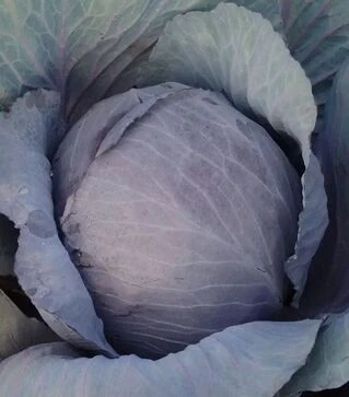 Насіння червоноголової капусти Поурово-червона, 1 кг (Moravoseed)