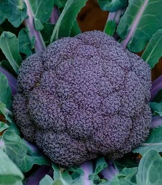 Насіння капусти броколі Пьорпл Меджик F1, п.о. 1 тис. насінин (Sakata)