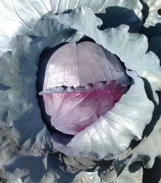 Семена красноголовой капусты Ред Класс F1, п.е. 2,5 тыс. семян (Spark Seeds)