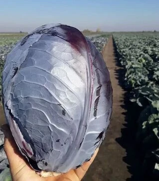 Насіння червоноголової капусти Розера, п.о. 2,5 тис. насінин (Hazera)
