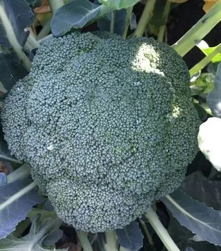 Семена капусты брокколи Стерлинг F1, п.е. 10 тыс. семян (Clause)