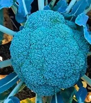 Насіння капусти броколі Стерлінг F1, п.о. 2,5 тис. насінин (Clause)