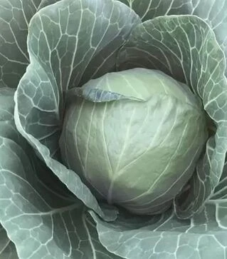 Насіння білоголової капусти Талис F1, п.о. 2,5 тис. насінин (Bejo)