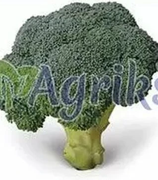 Семена капусты брокколи Тритон F1, п.е. 2,5 тыс. семян (Sakata)