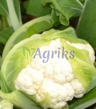 Насіння цвітної капусти ТС 19-1403 F1, п.о. 1 тис. насінин (Solare Sementi)