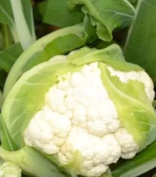 Насіння цвітної капусти ТС 19-1403 F1, п.о. 2,5 тис. насінин (Solare Sementi)