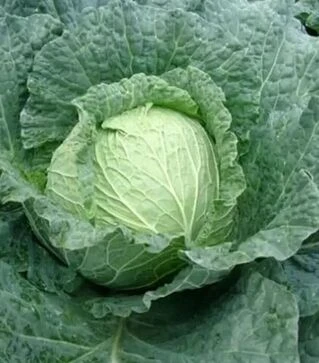 Семена капусты Савойская Турмалин F1, п.е. 1 тыс. семян (Rijk Zwaan)