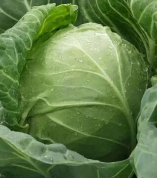 Семена капусты Тюркис, 500 г (Коуэлл)