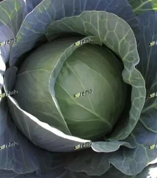 Семена белокочанной капусты Уникат F1, п.е. 1 тыс. семян (Semo)