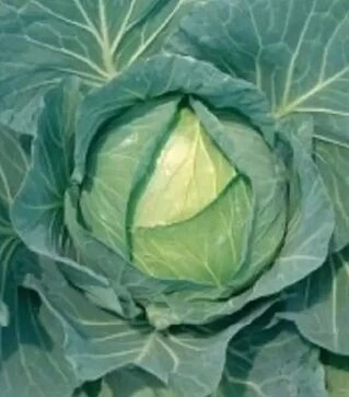 Семена белокочанной капусты Фора F1, п.е. 2,5 тыс. семян (NongWoo Bio)