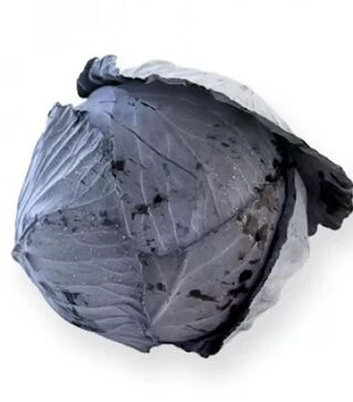 Семена красноголовой капусты Футурима F1, п.е. 2,5 тыс. семян (Rijk Zwaan)