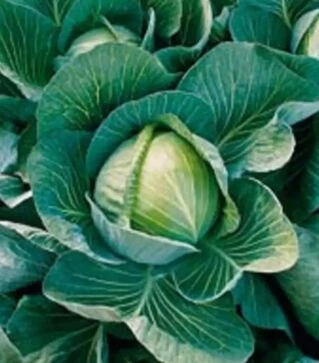 Насіння білоголової капусти Харікейн F1, п.о. 2,5 тис. насінин (Bejo)