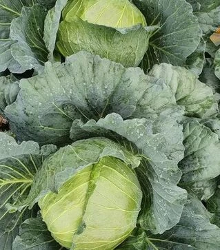 Семена белокочанной капусты Шаны F1, п.е. 1 тыс. семян (Sakata)