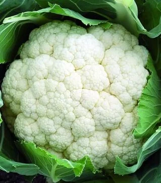 Семена цветной капусты Форталеза F1, п.е. 2,5 тыс. семян (Seminis)