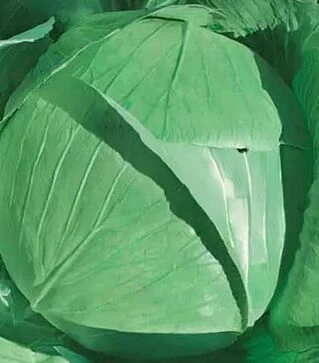 Семена белокочанной капусты Харьковская зимняя, 500 г (Коуэл)