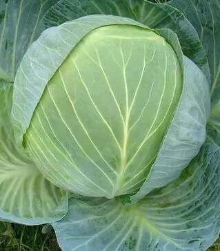Семена белокочанной капусты Центурион F1, п.е. 10 тыс. семян (Clause)