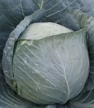 Семена белокочанной капусты Браво F1, п.е. 10 тыс. семян (Clause)