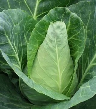 Семена капусты Экспресс, 500 г (Коуэлл)