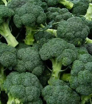 Семена капусты CB 1002 BL F1, п.е. 2500 семян (Seminis)