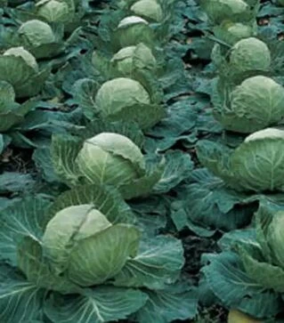 Семена капусты Парел F1, п.е. 2500 семян (Bejo)