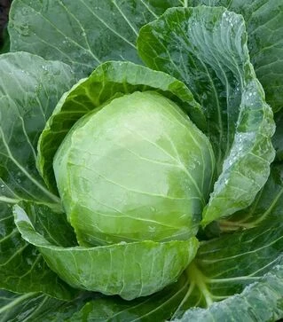 Насіння капусти Адема F1, п.о. 2500 насінин (Rijk Zwaan)