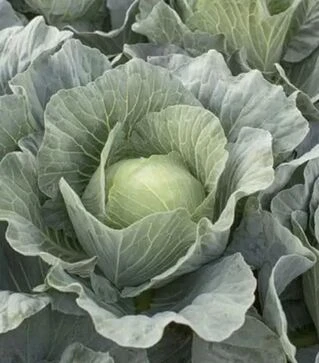 Семена капусты Топма F1, п.е. 2500 семян (Rijk Zwaan)