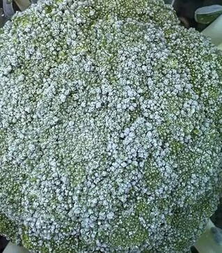 Семена капусты Макларен F1, п.е. 2500 семян (Syngenta)