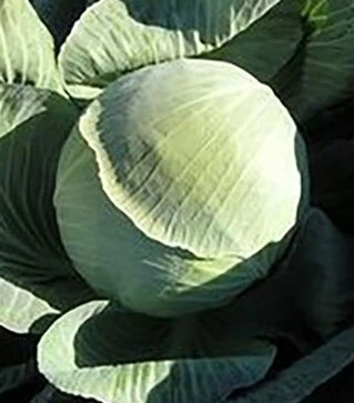 Насіння капусти Перлина F1, п.о. 10 тис насінин (Nasko)