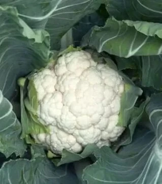 Семена капусты Белькур F1, п.е. 2500 семян (Rijk Zwaan)