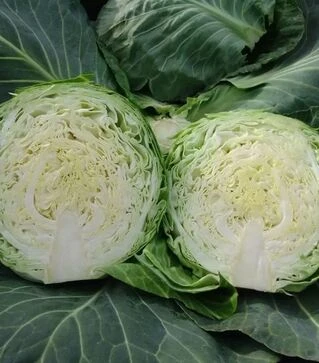 Насіння капусти Калібро F1, п.о. 10 тис насінин (Moravoseed)