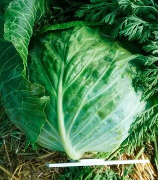 Насіння капусти Авак F1, п.о. 10 тис насінин (Moravoseed)