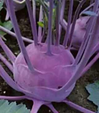 Насіння капусти Модрава F1, п.о. 2500 насінин (Semo)