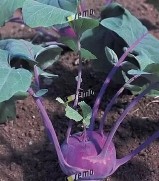 Насіння капусти Модрава F1, п.о. 2500 насінин (Semo)