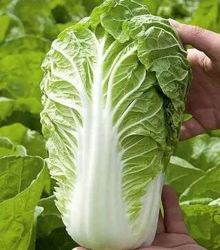 Семена капусты Маноко F1, п.е. 10 тыс семян (Bejo)
