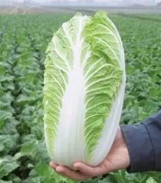 Насіння капусти Еміко F1, п.о. 10 тис насінин (Bejo)