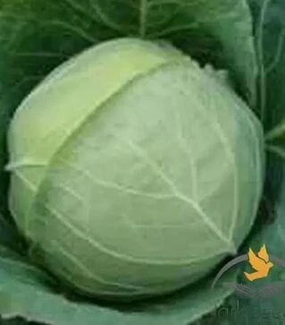 Насіння капусти Орегон F1, п.о. 2500 насінин (Spark Seeds)