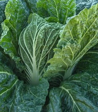 Семена капусты Базуко F1, п.е. 10 тыс семян (Bejo)